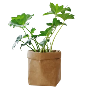 Umývateľné papierové vrecká na rastliny 1