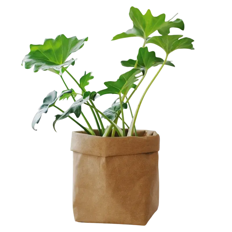 Umývateľné papierové vrecká na rastliny 1